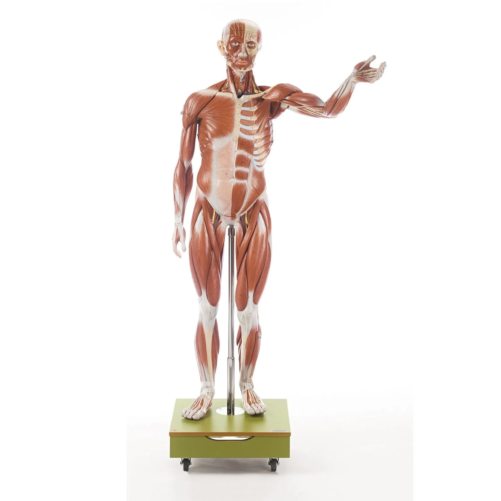 SOMSO Male Muscle Figure - 3/4 natural size