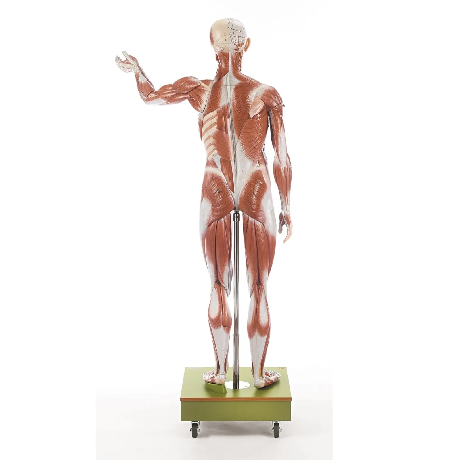 SOMSO Male Muscle Figure - 3/4 natural size