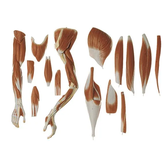 SOMSO Male Muscle Figure - 3/4 natural size